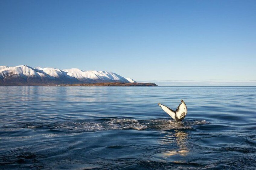 Humpback going in for the deep dive