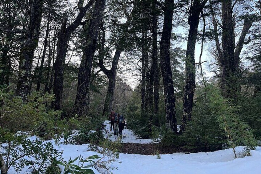 Immerse yourself in the wonderful diversity of the native forest and enjoy a pleasant walk surrounded by majestic araucarias! An unforgettable encounter with nature awaits you!