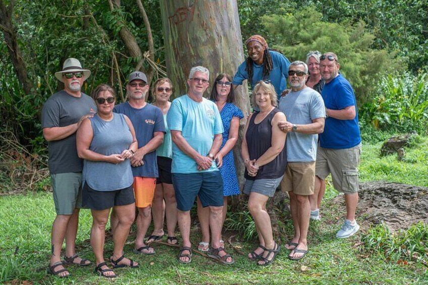 Rainbow Eucalyptus tree