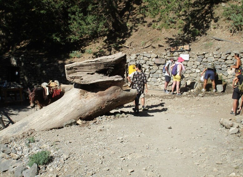 Picture 16 for Activity Crete: Private Guided Trek to Samaria Gorge with Transfer