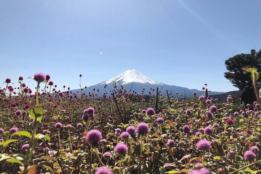 Mt Fuji Day Tour with Kawaguchiko Lake
