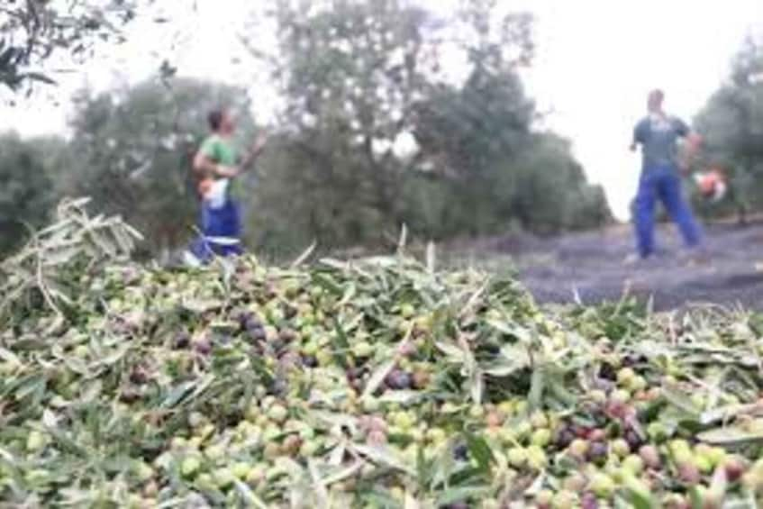 Picture 5 for Activity Cadiz: Countryside Finca Ecological Wine Tasting