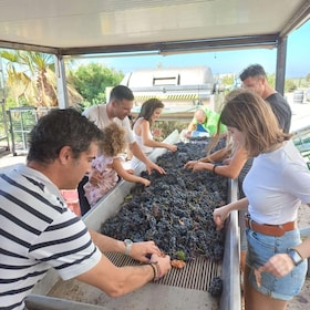 Cadix : Dégustation d'huile d'olive et de vin à la campagne