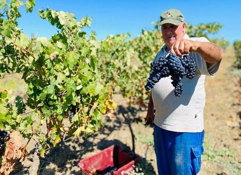 Picture 4 for Activity Cadiz: Countryside Finca Ecological Wine Tasting