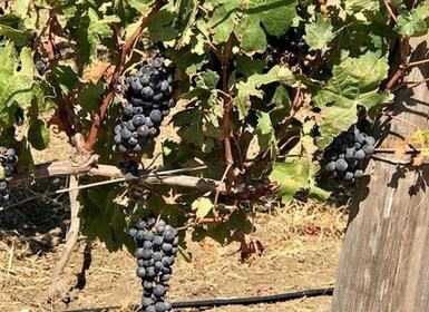 Cadix : Dégustation de vin écologique Finca de campagne