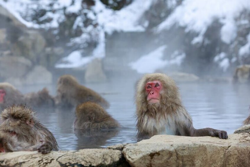 Must visit place in Nagano region and saying hi to the hotspring bathing monkeys.