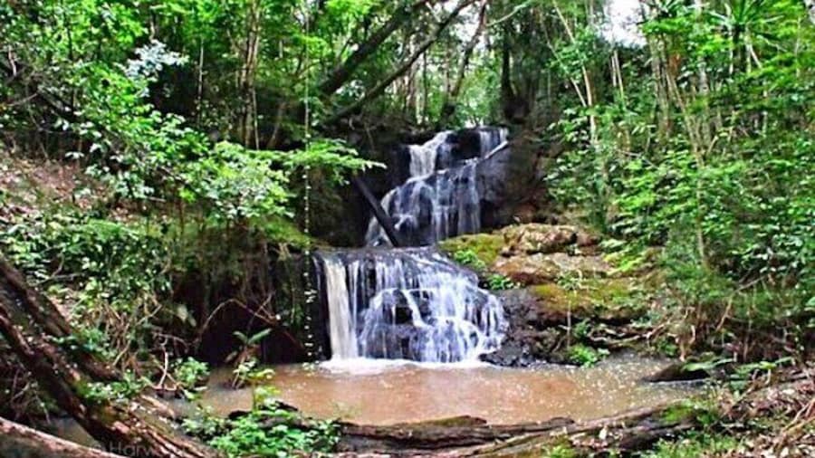 Karura Forest Hiking and Bike Tour