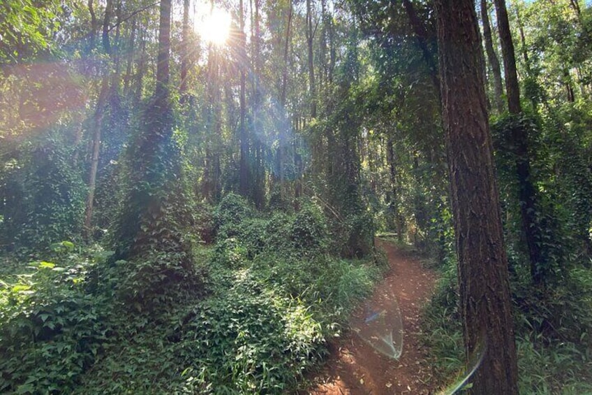 Karura Forest Hiking and Bike Tour