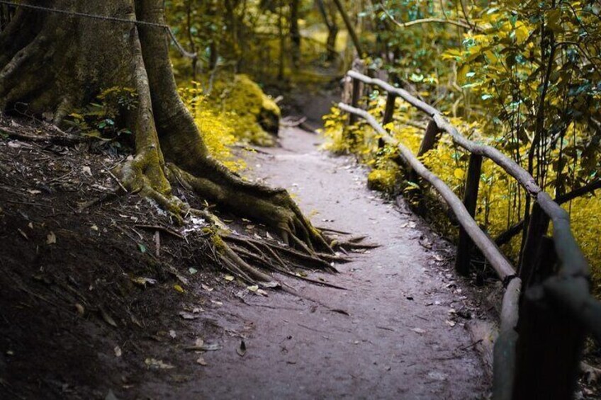 Karura Forest Hiking and Bike Tour