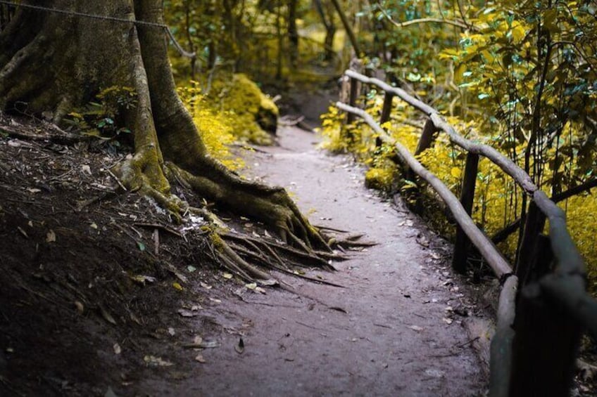 Karura Forest Hiking and Bike Tour