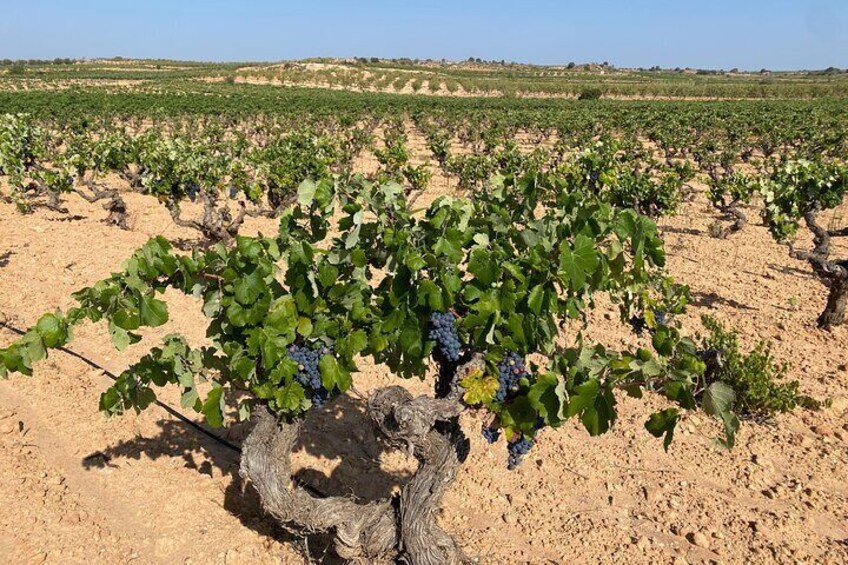 Requena Half-Day Private Vineyards & Premium Wine Tastings Tour