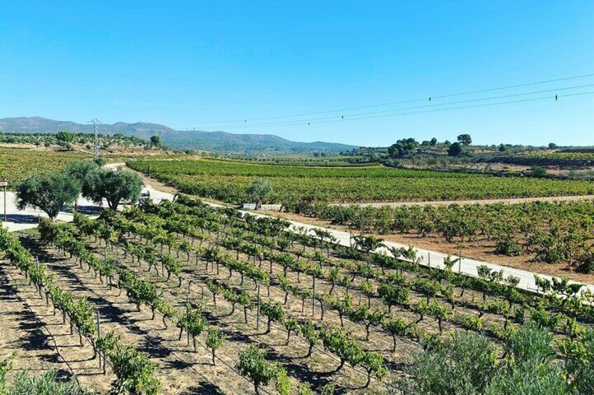 Requena Half-Day Private Vineyards & Premium Wine Tastings Tour