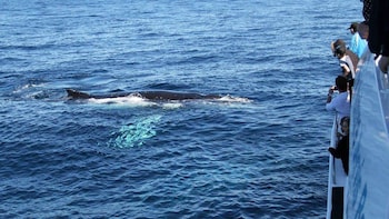 Jervis Bay Whale-Watching Eco Cruise