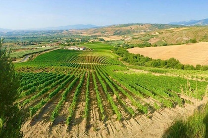 Wine Tour in Calabria - Tenuta Celimarro Winery