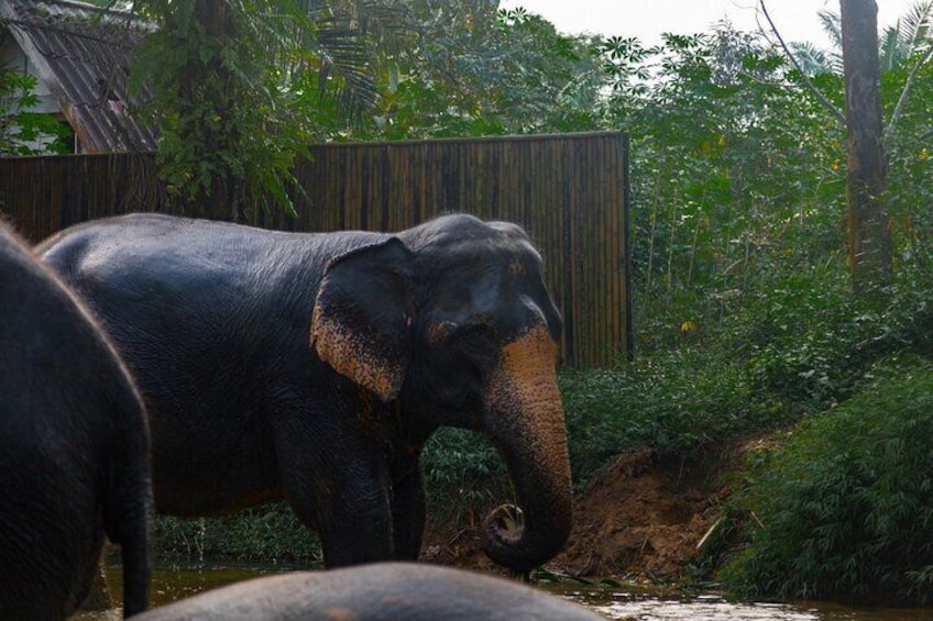 60 minutes- Khaolak Elephant Sanctuary Observation Tour