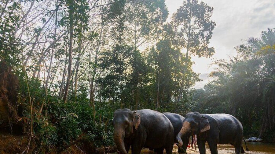 60 minutes- Khaolak Elephant Sanctuary Observation Tour