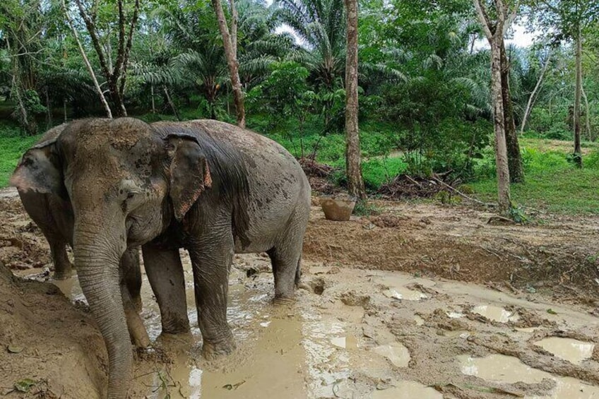 60 minutes- Khaolak Elephant Sanctuary Observation Tour