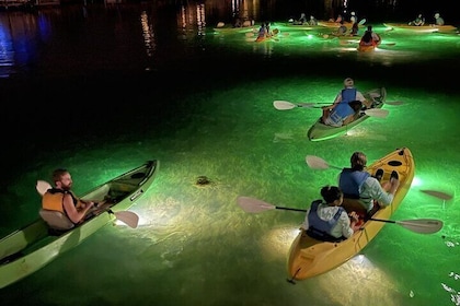 Sharkey's Glass Bottom Fish Feeding LED Night Tour in Clearwater