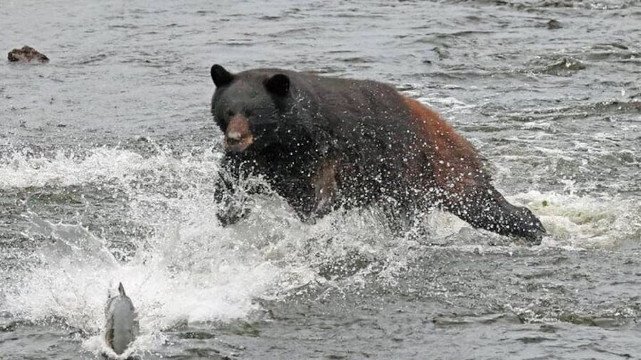 2-Hour Wildlife Excursion Tour in Ketchikan