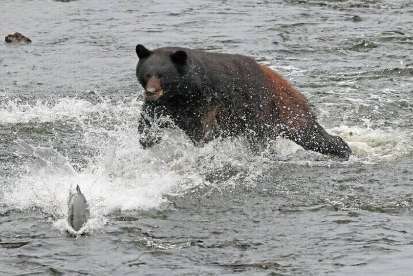 2-Hour Wildlife Excursion Tour in Ketchikan