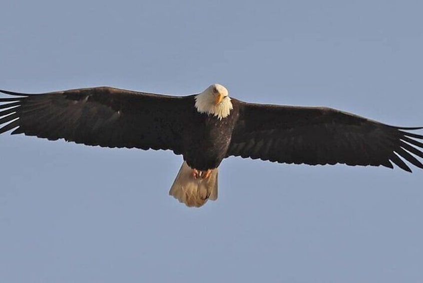 2-Hour Wildlife Excursion Tour in Ketchikan