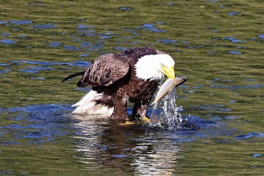 2-Hour Wildlife Excursion Tour in Ketchikan