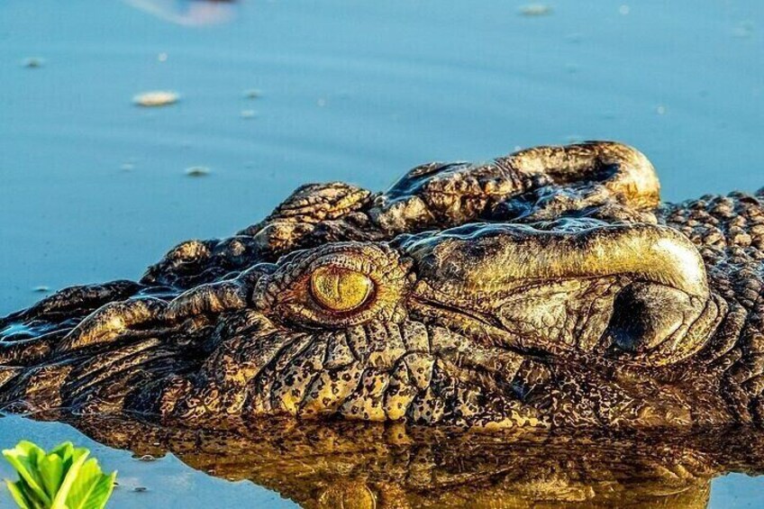  Kakadu National Park Full Day Tour + Yellow Water River Cruise