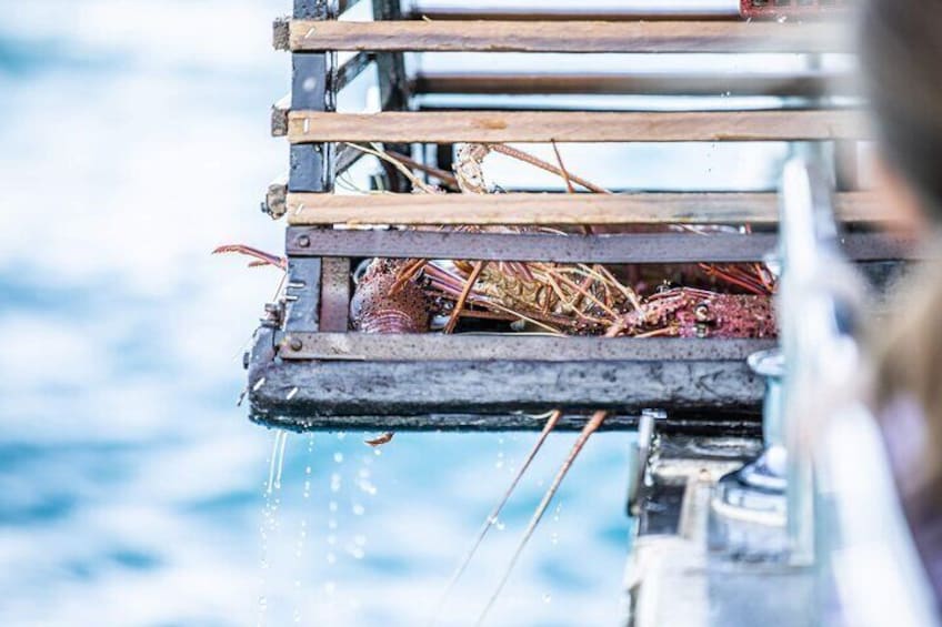 Kalbarri Rock Lobster Pot Pull Tour