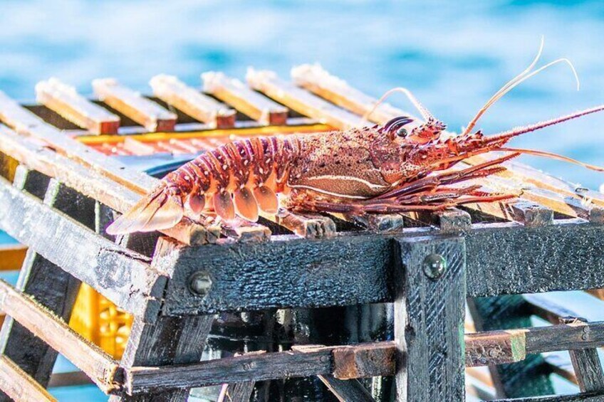 Kalbarri Rock Lobster Pot Pull Tour