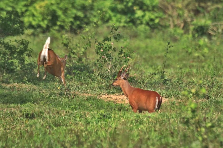 Kui Buri national park Wildlife Safari adventure