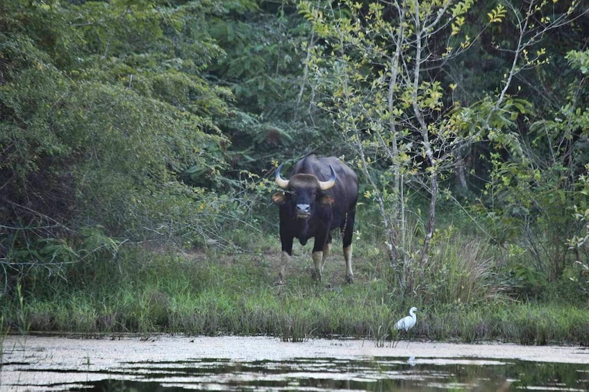 Kui Buri national park Wildlife Safari adventure