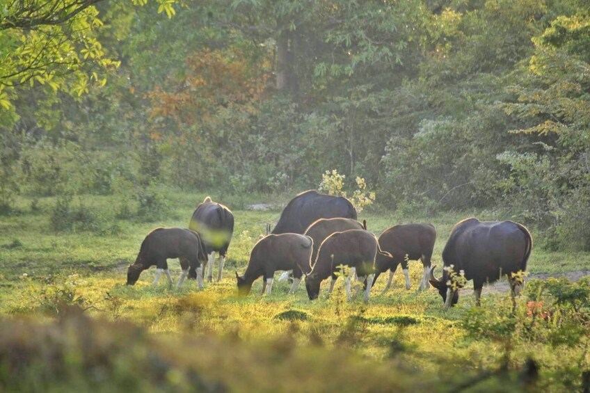 Kui Buri national park Wildlife Safari adventure