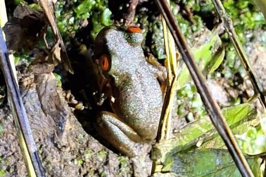 Private Guided Night Walk in the Wonderful Darkness of Monteverde