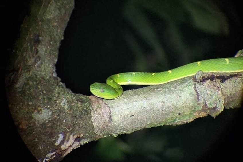 Private Guided Night Walk in the Wonderful Darkness of Monteverde