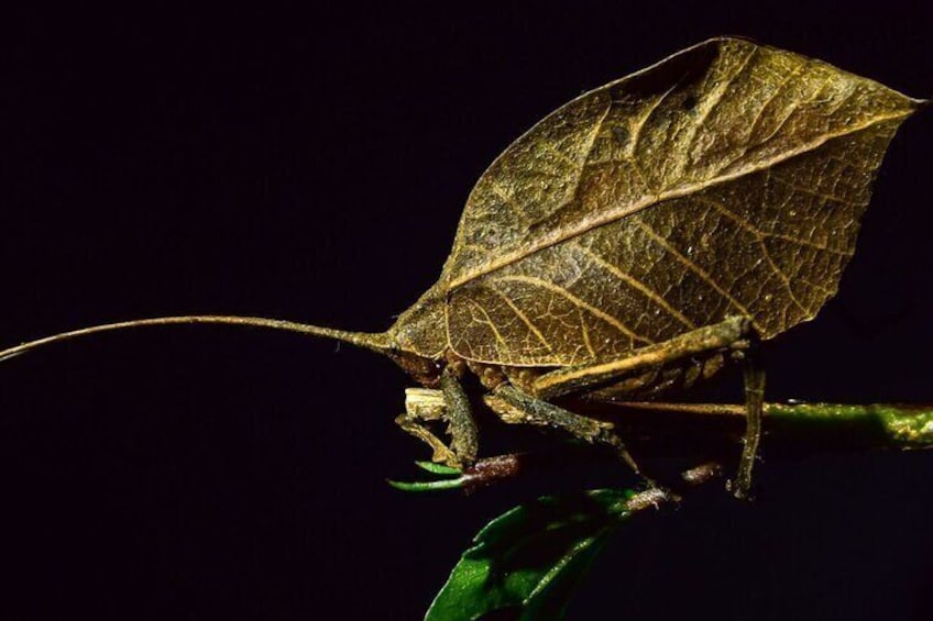 Private Guided Night Walk in the Wonderful Darkness of Monteverde