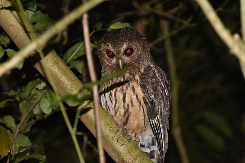 Private Guided Night Walk in the Wonderful Darkness of Monteverde