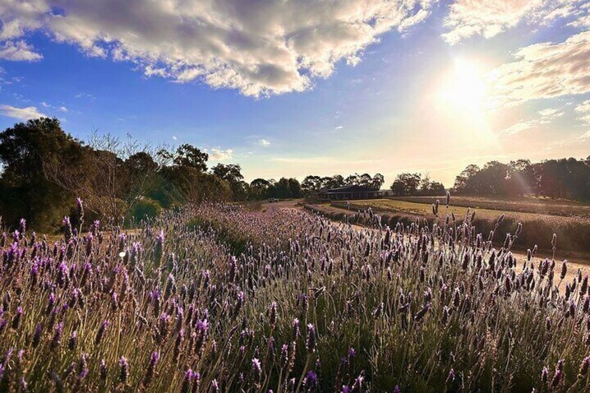 Pinnacles Lobster Lavender Small Group Day Tour from Perth