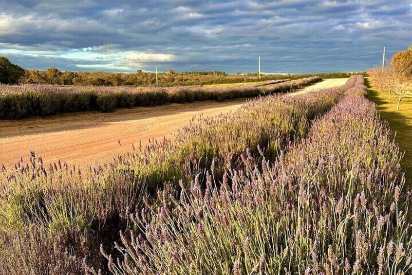 Pinnacles Lobster Lavender Small Group Day Tour from Perth