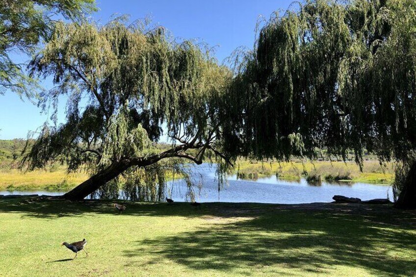 We visit Yanchep National Park when the Lavender Farm is closed.