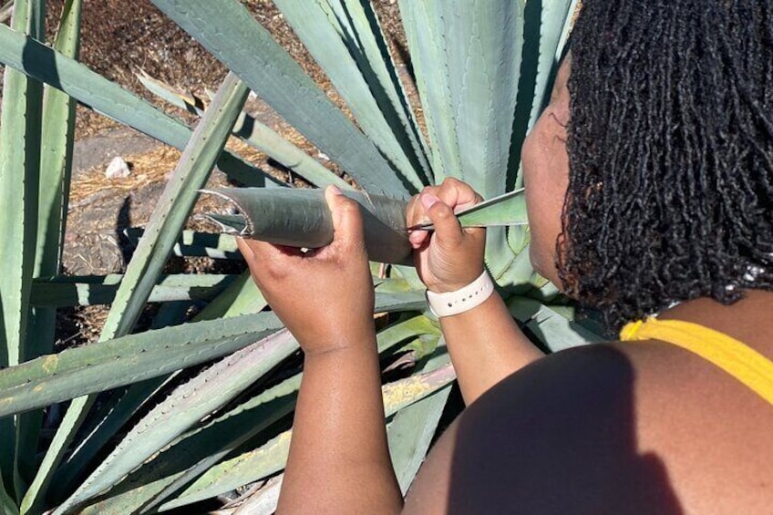 Full Day Tour of Wild Agaves and Mezcal