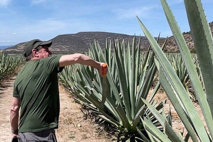 Mezcal wild Experience