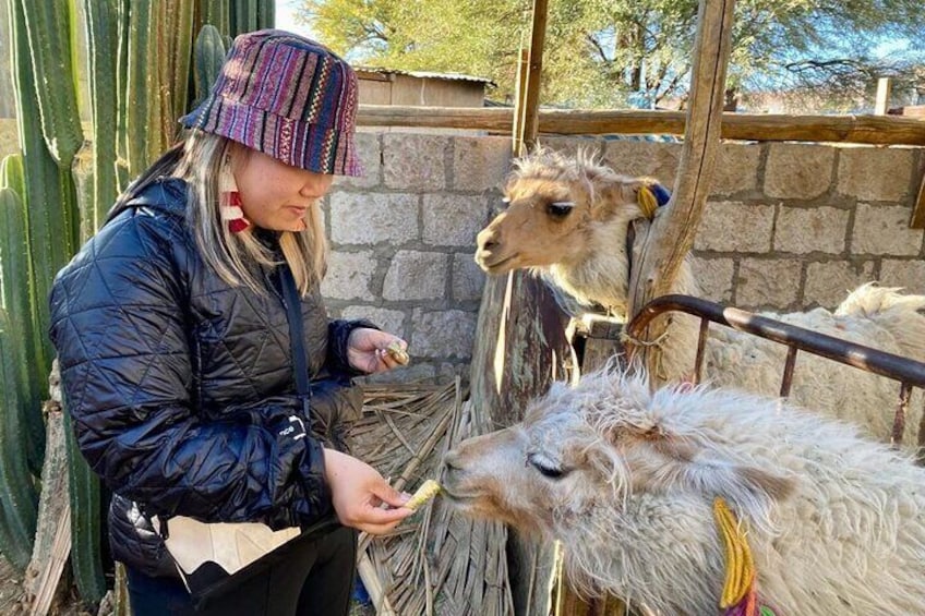 Full Day Private Tour of San Pedro de Atacama