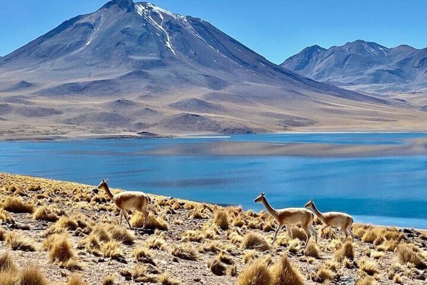 Full Day Private Tour of San Pedro de Atacama