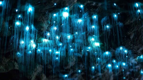 Gold Coast: Grotte dei vermi luminosi di giorno e tour Hop-on Hop-off