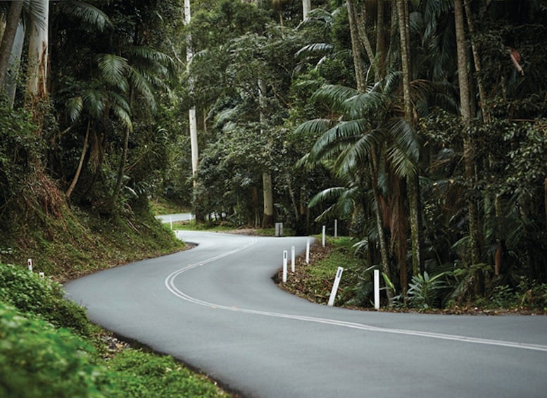 Picture 4 for Activity Gold Coast: Daytime Glow Worm Caves and Hop-on Hop-off Tour