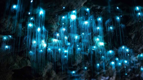 Goudkust: Dag Glow Worm Caves en Hop-on Hop-off Tour