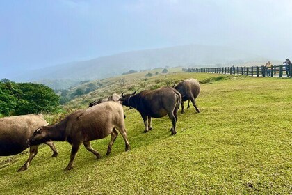 Full-day Tour in Yangmingshan & Beitou from Taipei