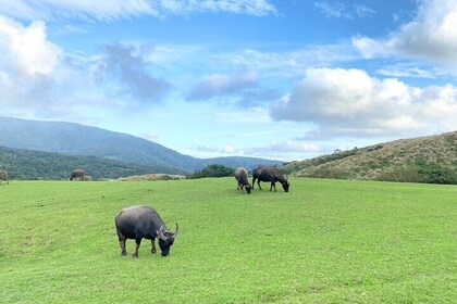 Full-day Tour in Yangmingshan & Beitou from Taipei