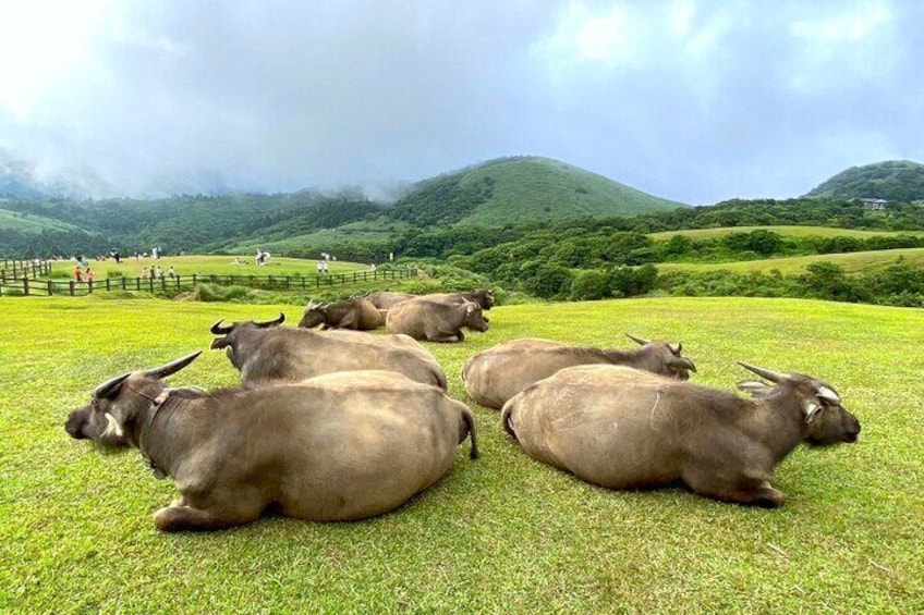 Full-day Tour in Yangmingshan & Beitou from Taipei