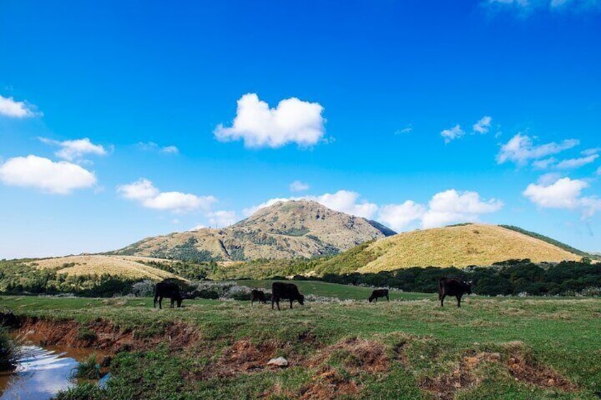 Full-day Tour in Yangmingshan & Beitou from Taipei